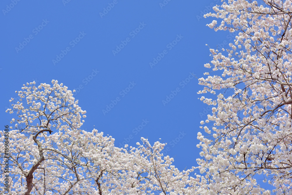 コピースペース　青空と桜
