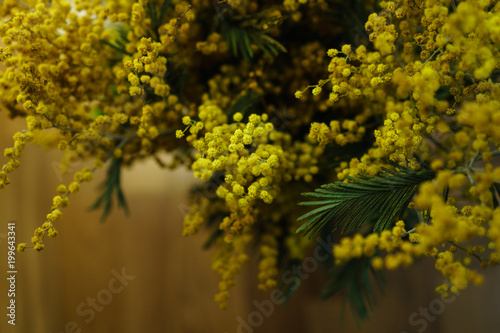 Inflorescence of yellow mimosa close-ups photo