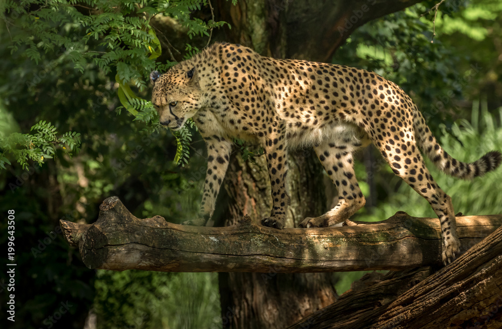 Cheetah