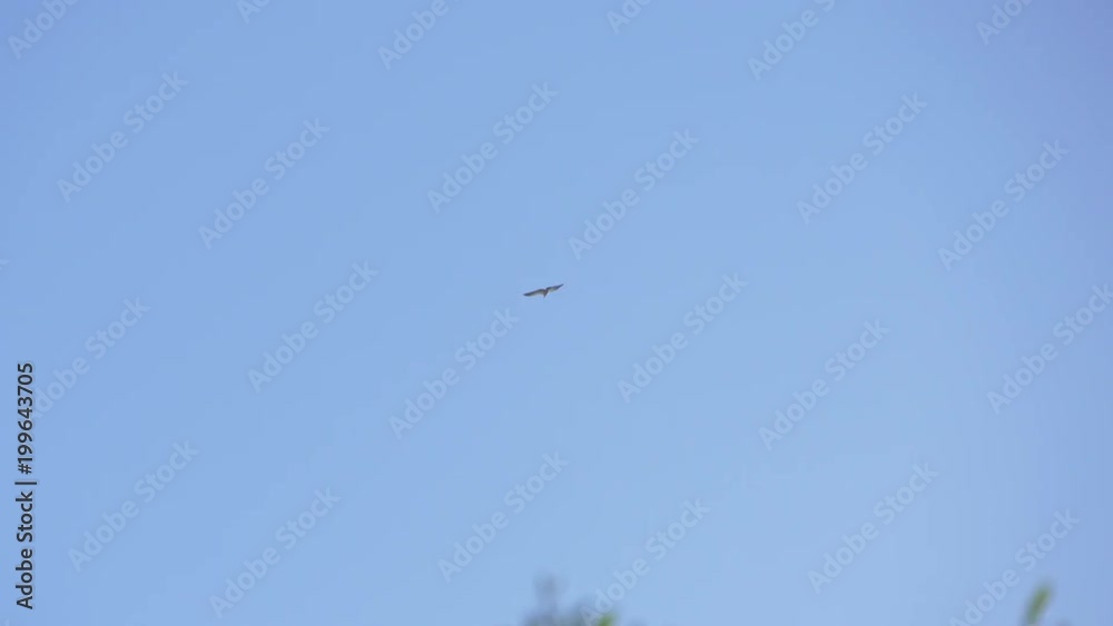 Bird flying Bird flying