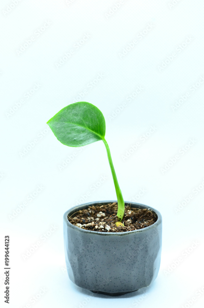 葉っぱ1枚の植物 葉っぱ1枚の植物