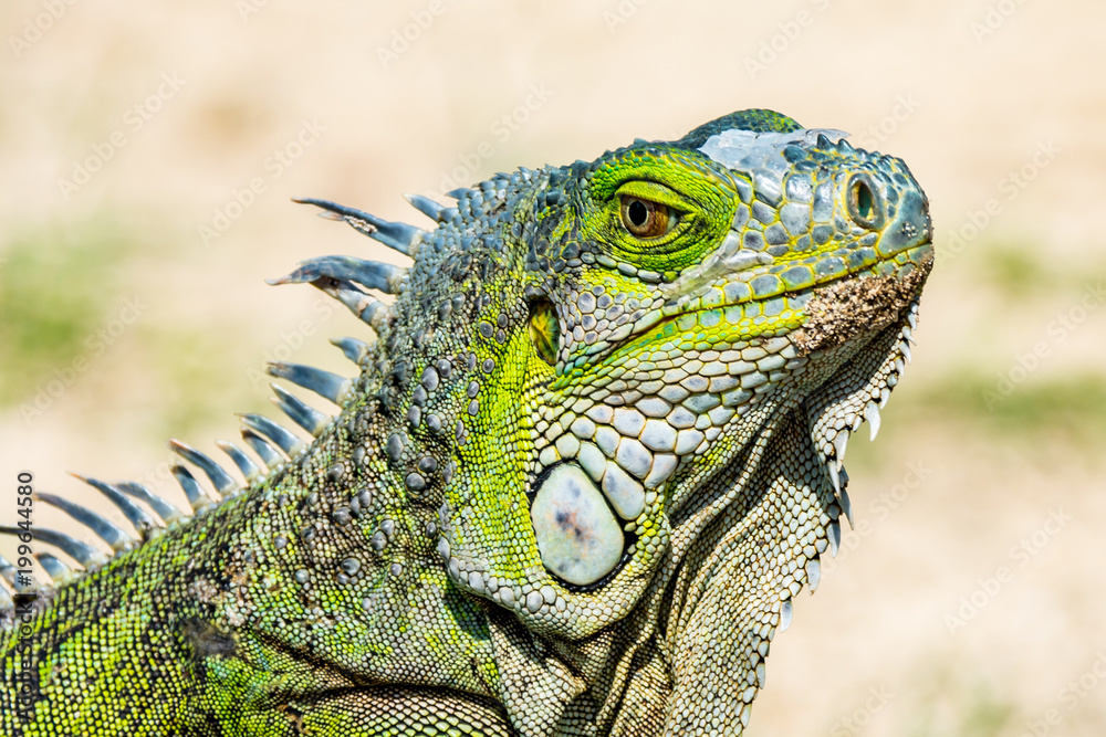 Fototapeta premium Iguana verde en la playa