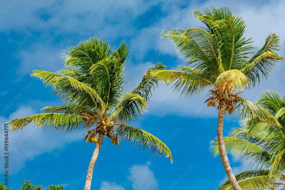 Palmeras con cocos en el mar caribe