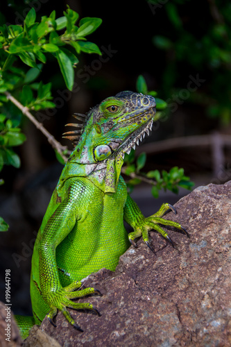 Iguana verde sobre una roca