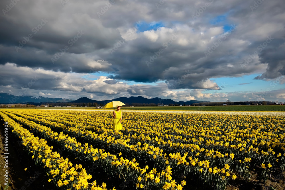 Middle age woman with yellow umbrella walking in daffodil fields in full bloom. Tulip festival near Seattle. Washington. United States.