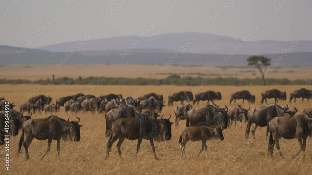 Wildebeests and calves walking in Masai Mara Wildebeests and calves walking in Masai Mara