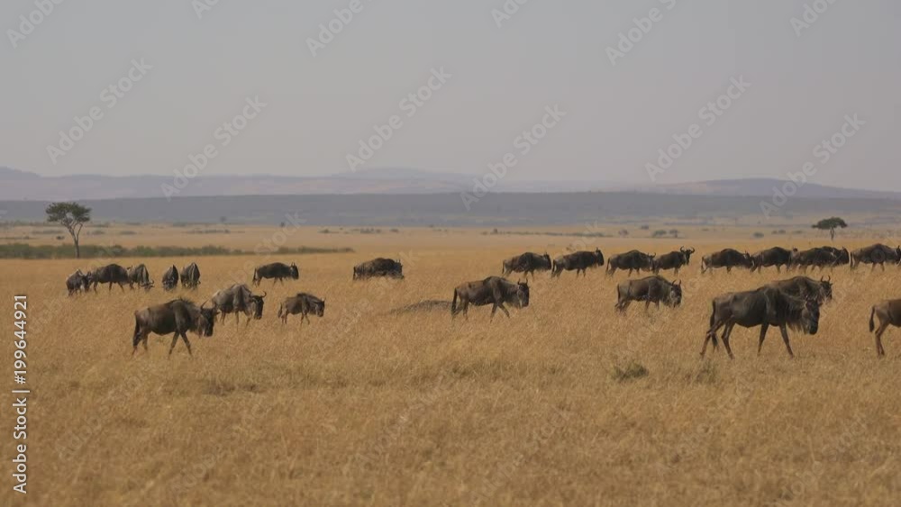 Herd of wildebeests in Masai Mara Herd of wildebeests in Masai Mara