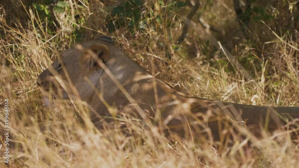 Lioness lying in dry grass Lioness lying in dry grass