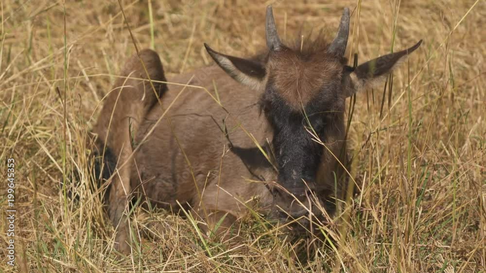 Young Topi antelope in Masai Mara
