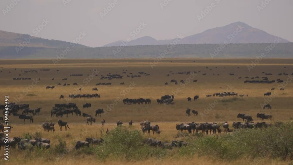 Plains filled with wildebeest in Masai Mara Plains filled with wildebeest in Masai Mara