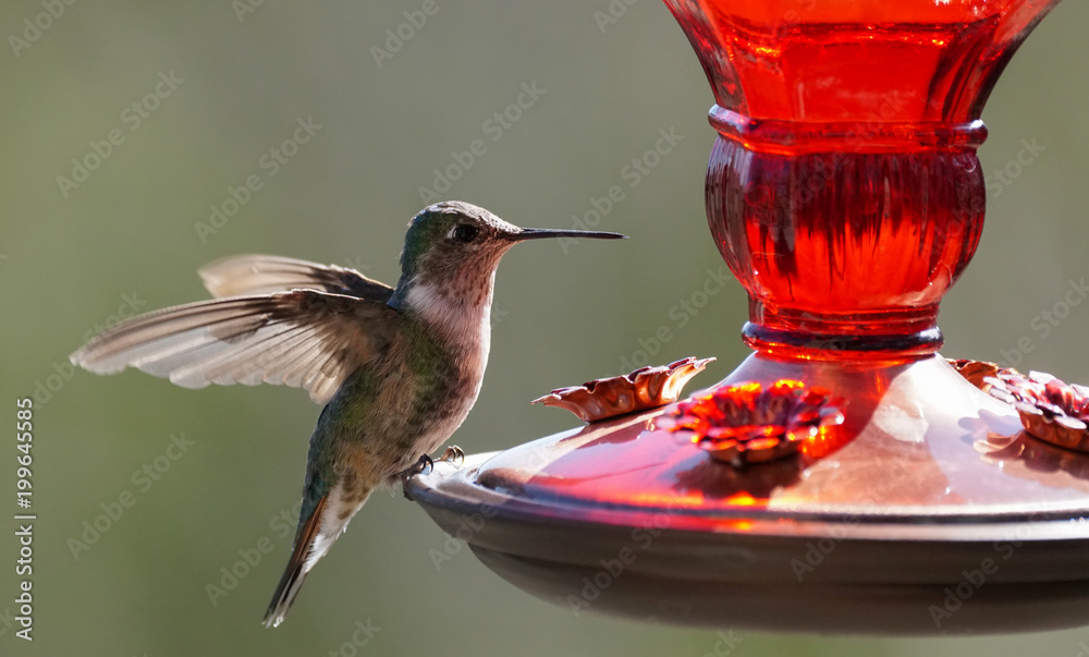 Fototapeta premium A Small Hummingbird Getting Ready for a Drink