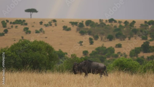 Gnu walking photo