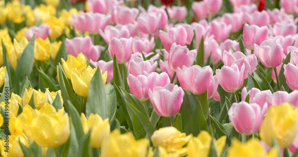 Beautiful tulip in garden Beautiful tulip in garden