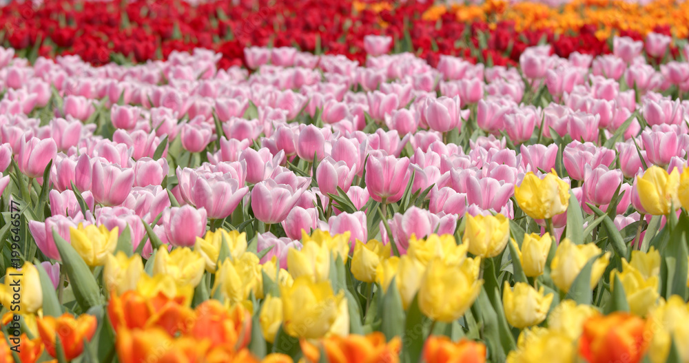 Beautiful tulip in farm