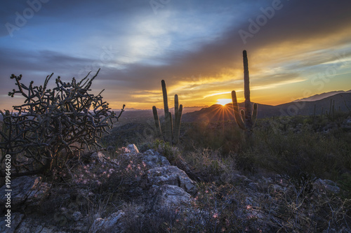 Southern Arizona sunset. Backlight acacia blooms in the foreground. © Larry