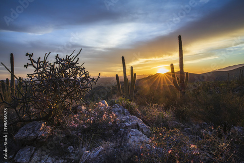 Southern Arizona sunset. Backlight acacia blooms in the foreground.