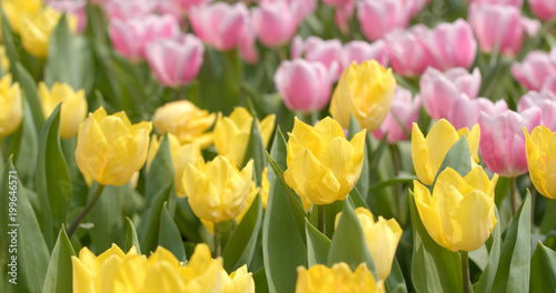  Beautiful colorful tulip park