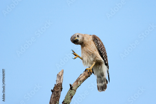 Red shouldered hawk perched at the top of a dead tree