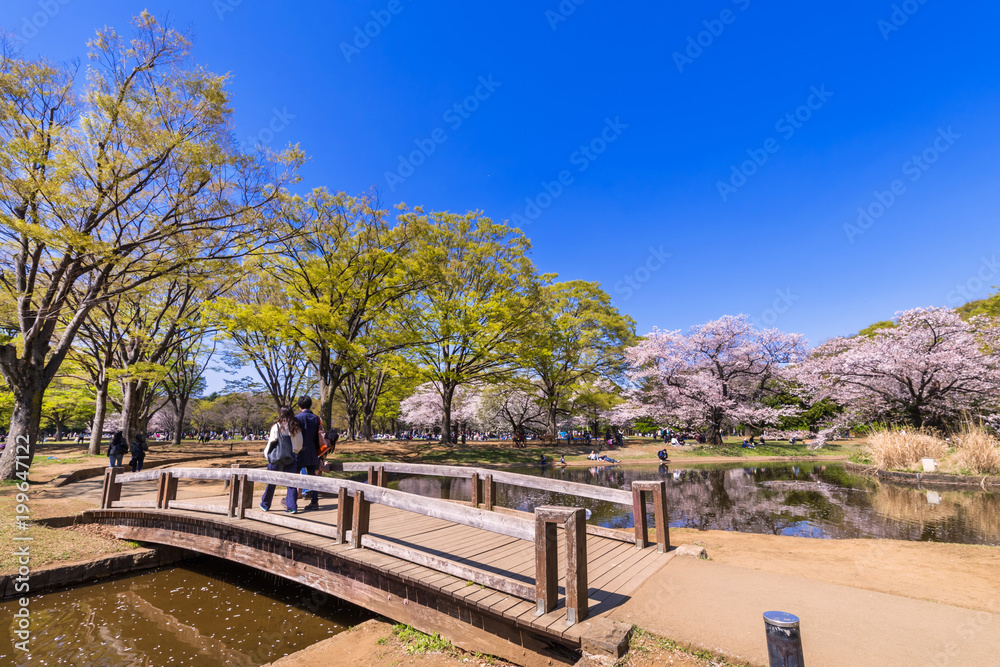 桜が満開の代々木公園の噴水池