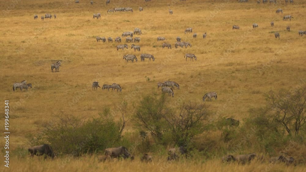 Herd of zebras and gnus Herd of zebras and gnus