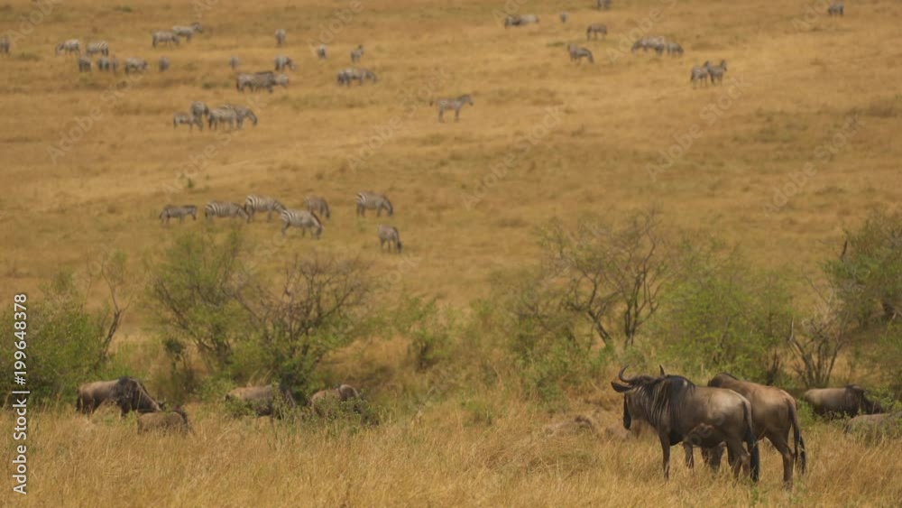 Herd of zebras and gnus in the wilderness Herd of zebras and gnus in the wilderness