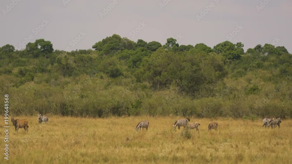 Zebras and a common eland in Masai Mara Zebras and a common eland in Masai Mara