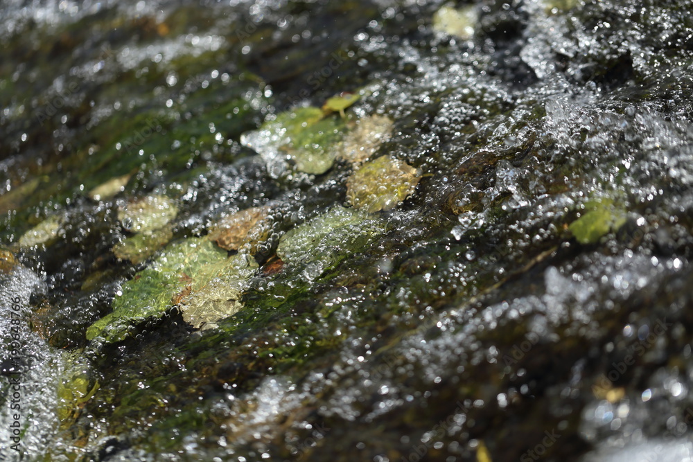 leaves floating over smooth river rocks leaves floating over smooth river rocks