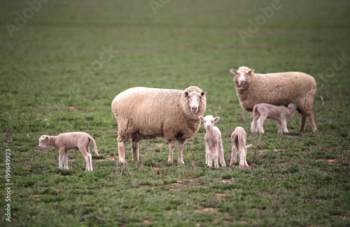 Ewes wih their lambs