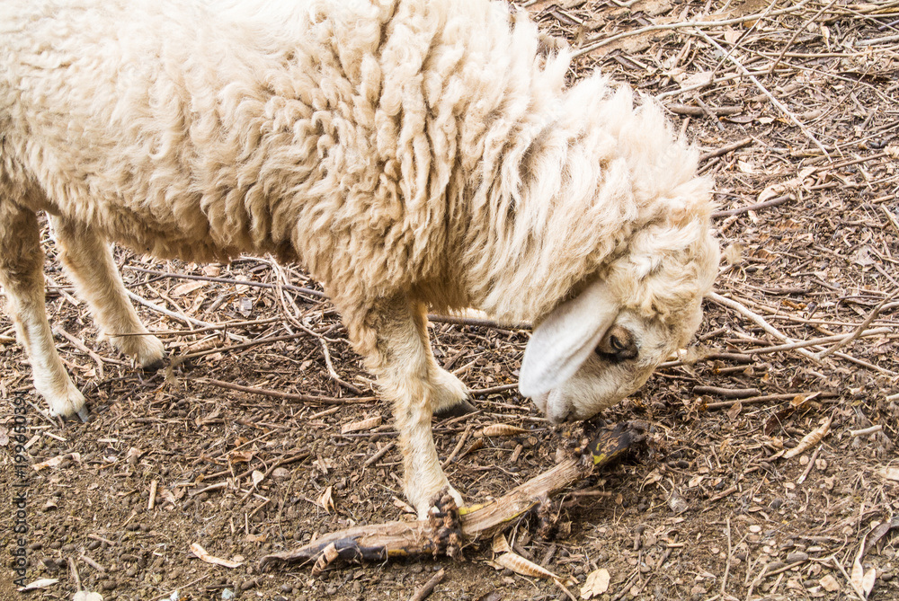 The sheep is a quadrupedal, ruminant mammal typically kept as livestock. An adult female sheep is referred to as an ewe, an intact male as a ram or occasionally a tup, a castrated male as a wether, an