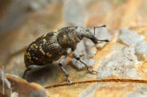 Macro photo of a snout beetle, Hylobius abietis on bark photo
