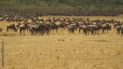 Gnus on the savannah photo