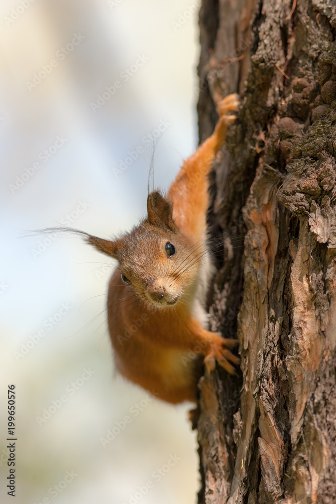 portrait of a curious squirrel portrait of a curious squirrel