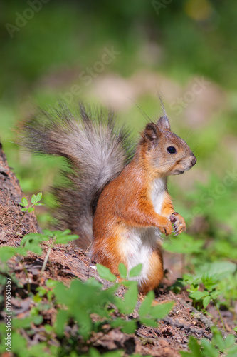 Portrait of the squirrel