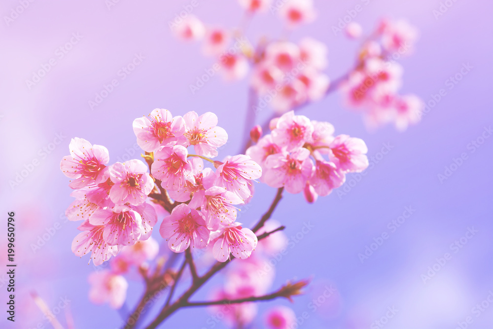Soft focus, beautiful sakura blossom