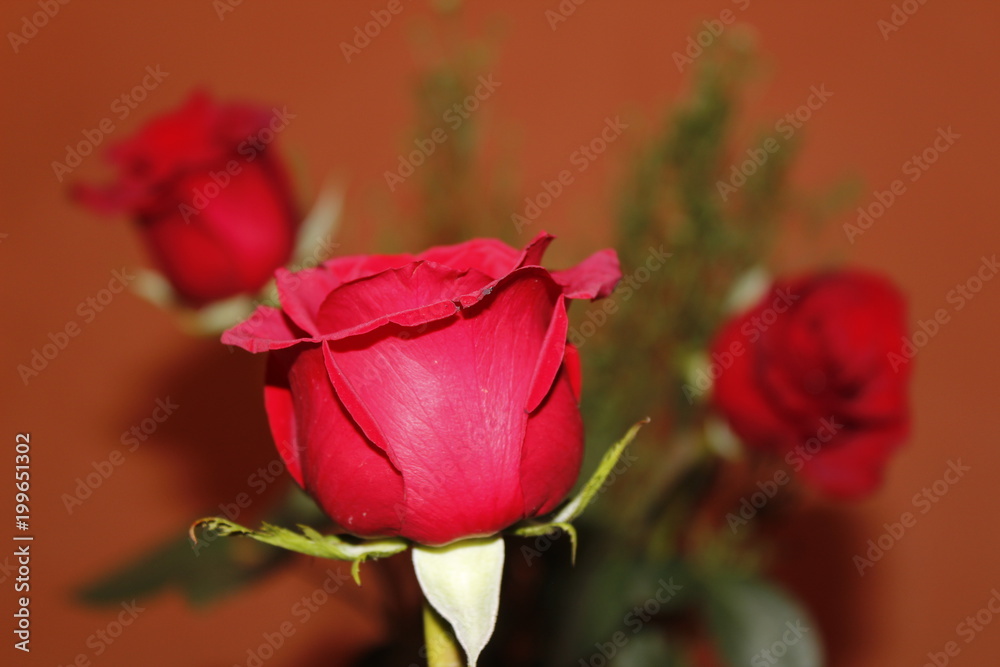 Fototapeta premium Rosa, Flores