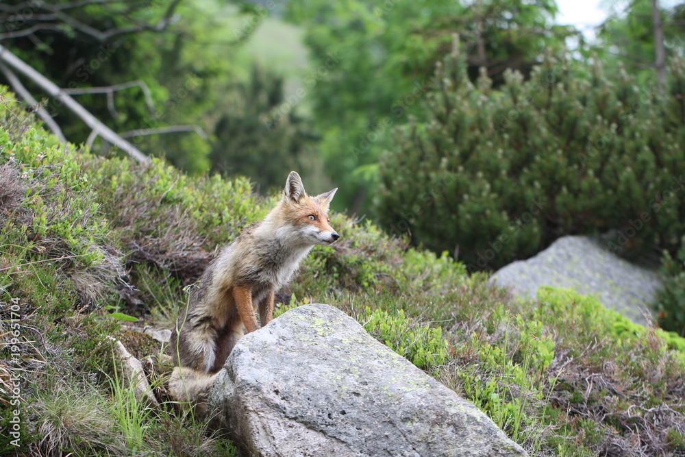 Lis (Vulpes vulpes) - drapieznik z rodziny psowatych. Lis (Vulpes vulpes) - drapieznik z rodziny psowatych.