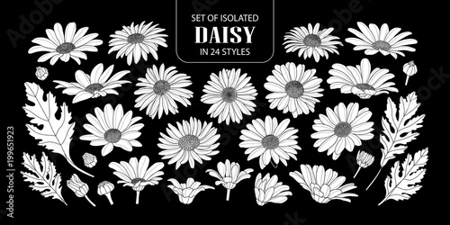 Fototapet Set of isolated white silhouette daisy in 24 styles.