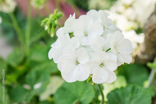 White Geranium flower in a garden.