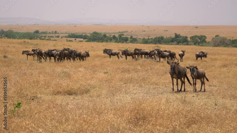Wildebeests on the dry plains of Masai Mara Wildebeests on the dry plains of Masai Mara