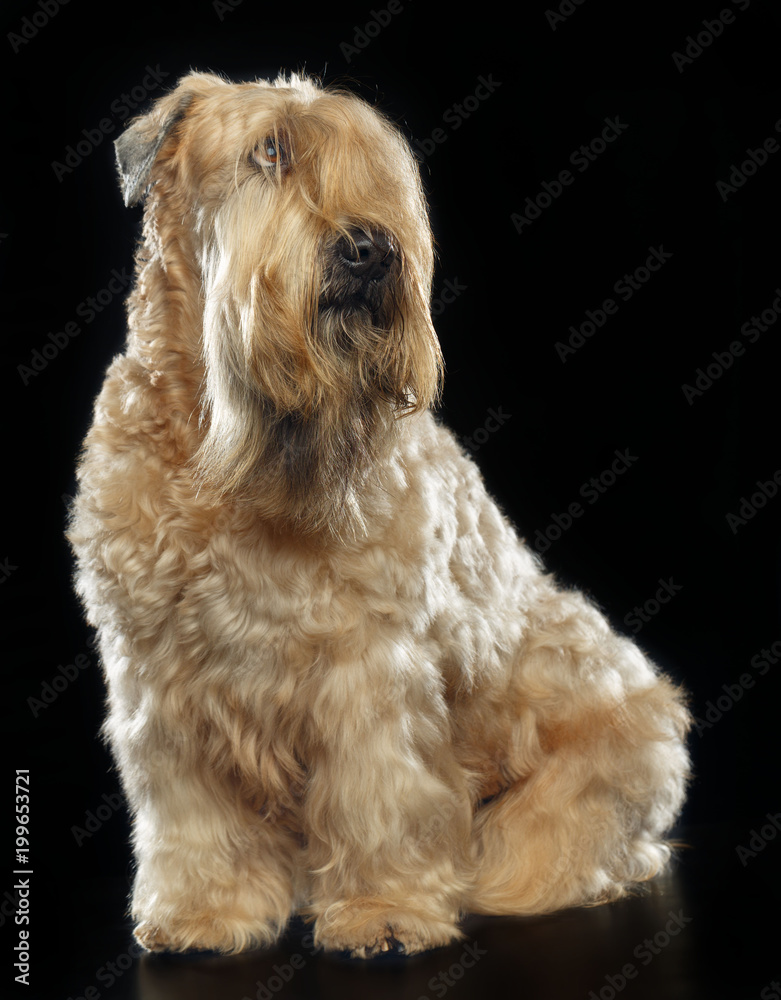Irish soft coated wheaten terrier Dog on Isolated Black Background Irish soft coated wheaten terrier Dog on Isolated Black Background