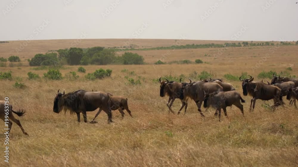 Gnus running on the savannah
