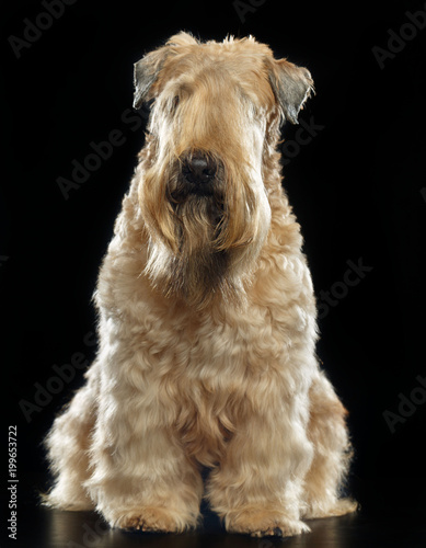 Irish soft coated wheaten terrier Dog on Isolated Black Background  photo