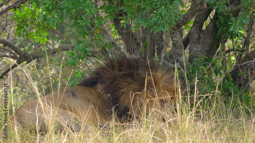 Lion sleeping under a tree Lion sleeping under a tree