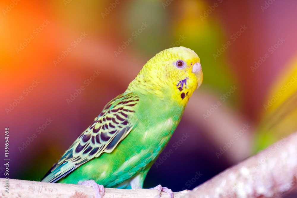 Close-up of a young beautiful yellow-green parrot or melopsittacus undulatus perched on a wooden branch Close-up of a young beautiful yellow-green parrot or melopsittacus undulatus perched on a wooden branch