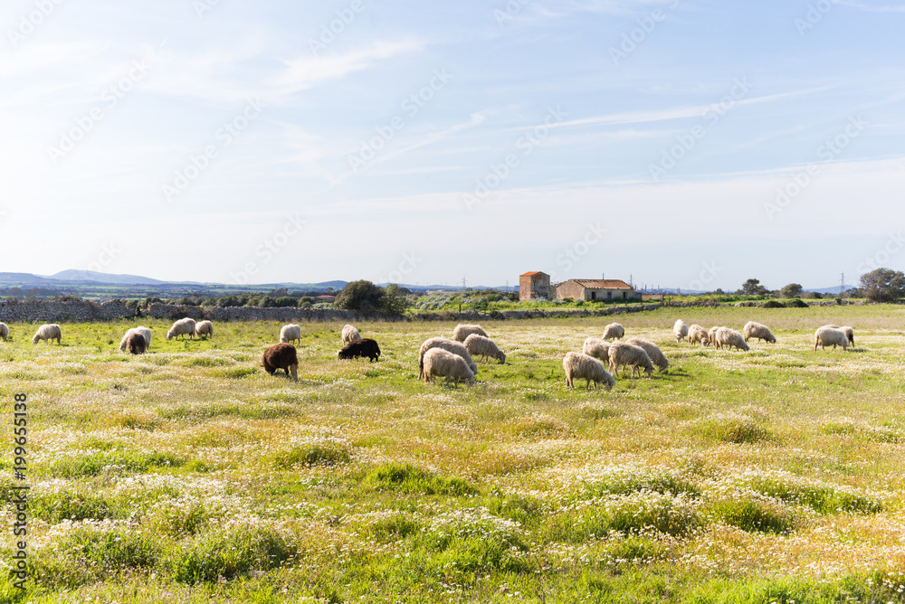 Sardegna, gregge di pecore al pascolo 