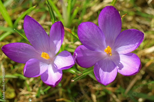 Top view of two purple crocuses in spring