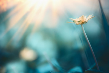 Beautiful nature background with wild yellow buttercup flower and sun rays