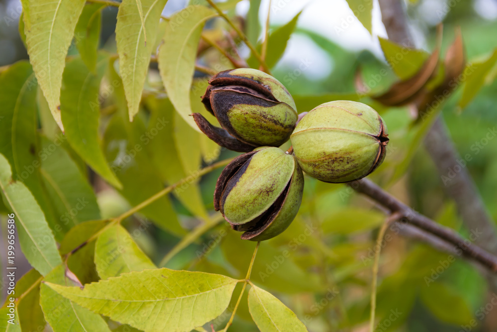 Ταπετσαρία pecan nuts in the organic garden plant