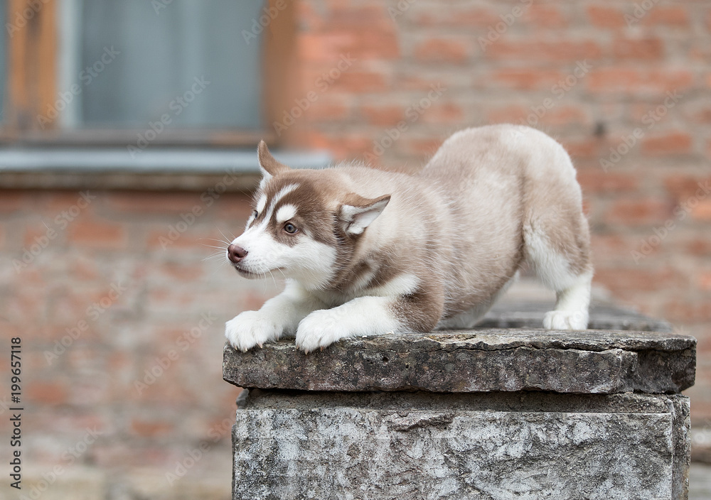 portrait cute puppy of Siberian husky lying on rock portrait cute puppy of Siberian husky lying on rock