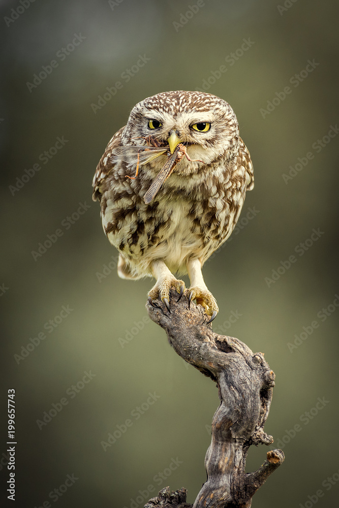 Ahene noctua, little owl Ahene noctua, little owl